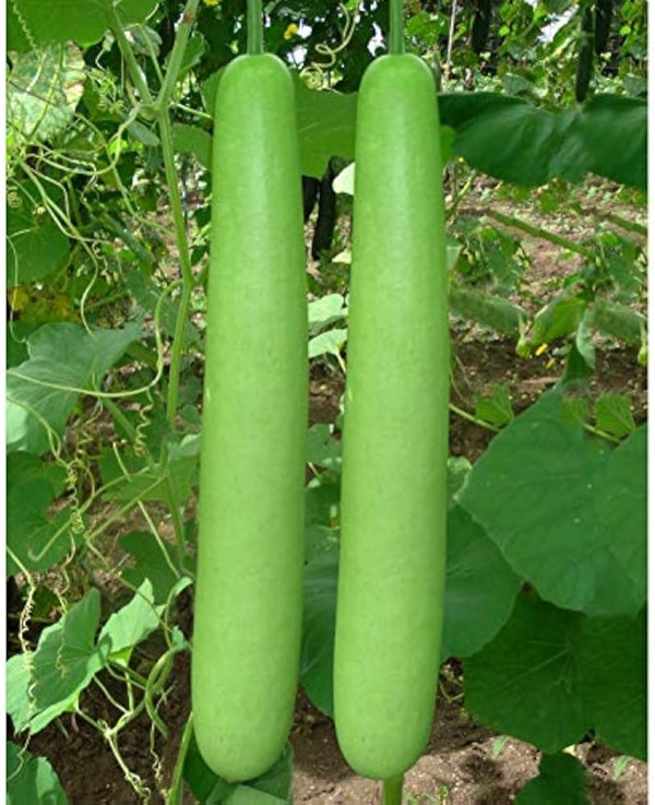 Gourds