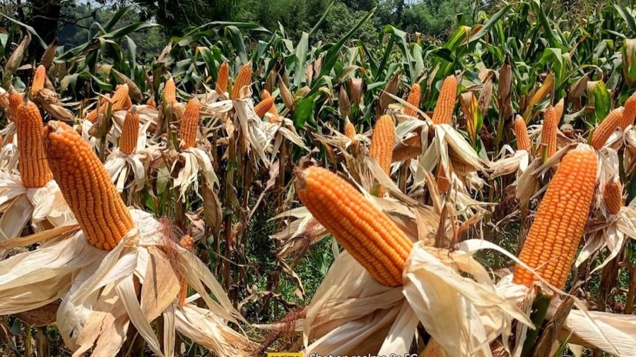 Single Cross Maize