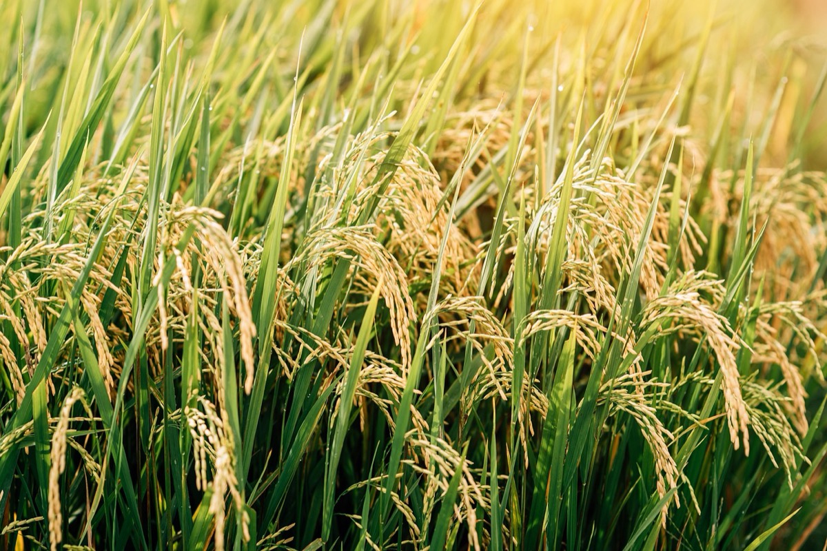 Hybrid Paddy